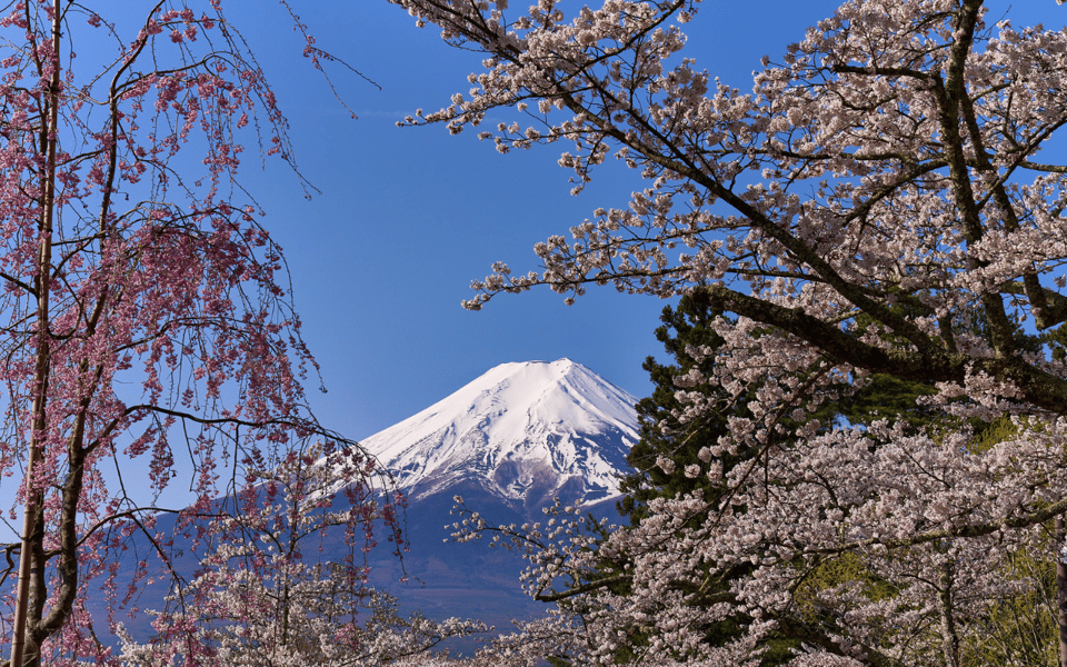 Tokyo Day Trip -Mount Fuji Private Tour From Tokyo - Vibrant Fuji Shibazakura Festival