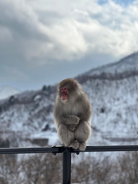 Tokyo/Nagano: Snow Monkey & Zenkoji Temple Private Day Trip - Highlights and Experience