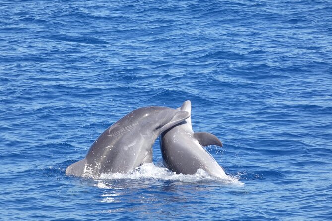 Tour With Whale and Dolphin Watching Plus Food Included - Additional Information