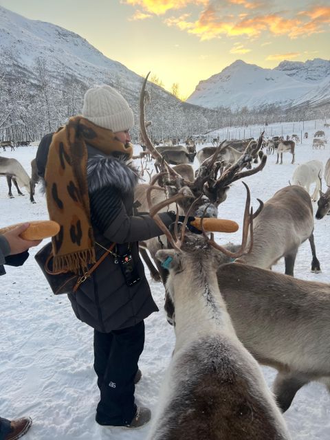 Tromsø: Reindeer Experience in Sami Camp - Feeding the Reindeer