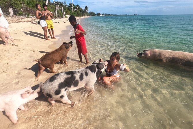 Ultimate SeaXscape! Pigs, Turtles, Snorkel, Lunch, Pickup/Dropoff - Interacting With Sea Turtles