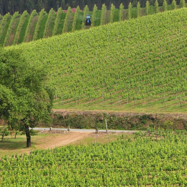 Vinho Verde Route - Private Wine Experience Including Lunch - Included in the Package