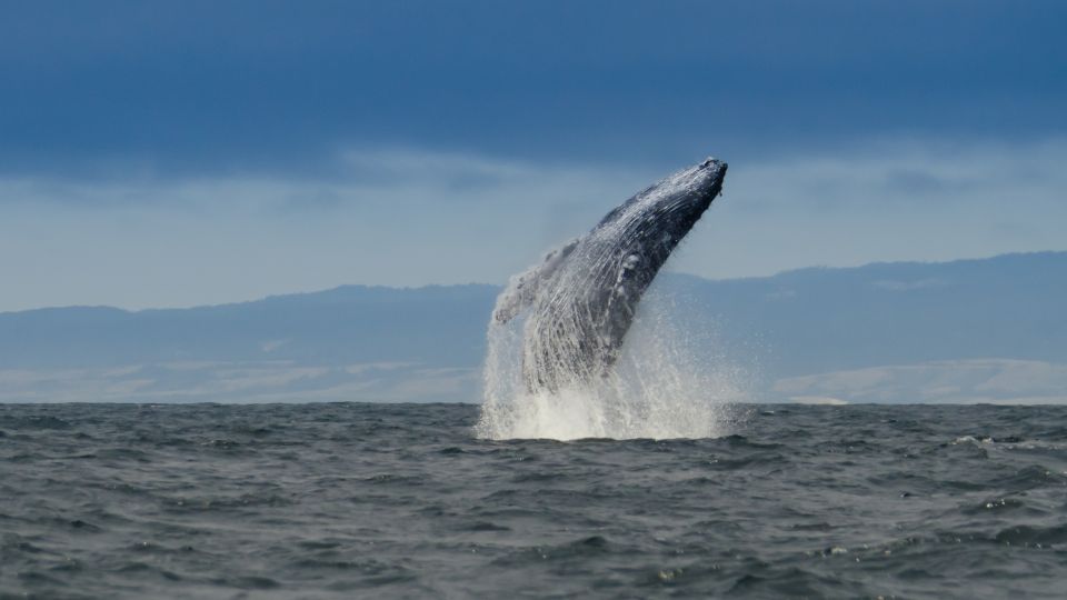 Whale and Wildlife Watching Private and Semi-Private Tours - Guided by Certified Naturalists