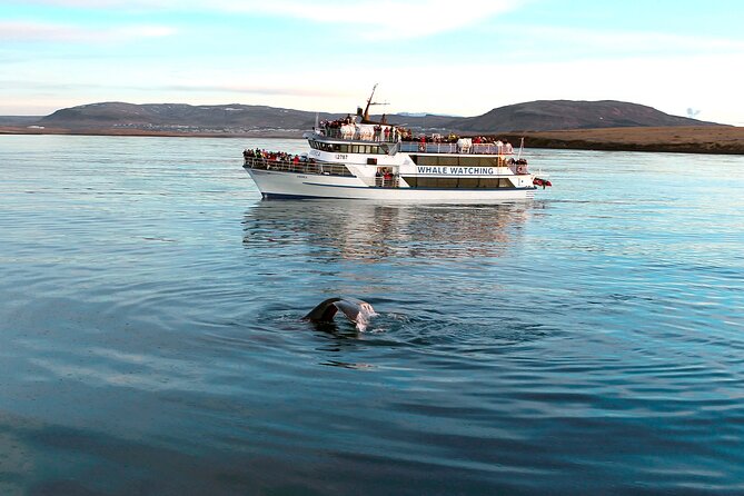 Whale-Watching Boat Tour With Expert Guide From Reykjavik - Cancellation Policy and Refunds