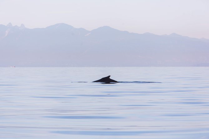 Whale-Watching Tour From Vancouver - Tour Inclusions