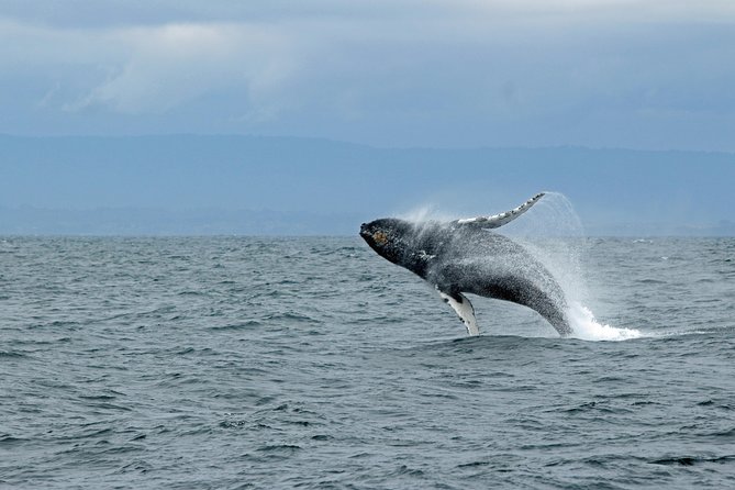 Wildlife Viewing and Whale Watching Quest - Highly Rated Tour With Amenities