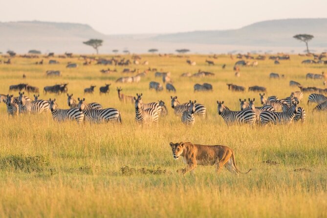 4-Day Budget Tarangire, Serengeti, Ngorongoro Safari Guided Tour - Key Points