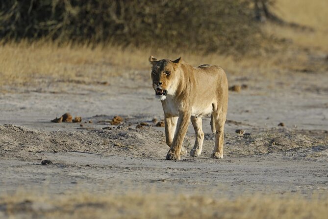 1 Day Moremi Game Drive Safari, Guided - Safari Activities and Experiences