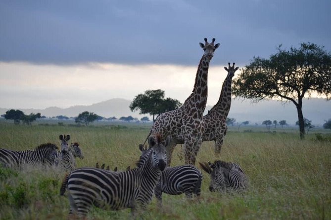 2 Days 1 Night Mikumi National Park From Dar Es Salaam - Exploring Mikumi National Park