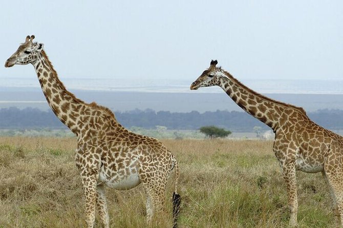 3 Days Masai Mara Safari From Nairobi - Meeting and Pickup Details