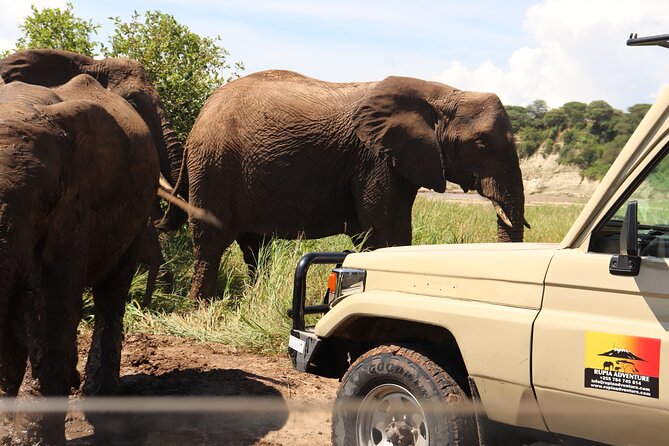 4 Days Tanzania Safari - Tarangire, Serengeti and Ngorongoro Crater - Wildlife Viewing in Serengeti