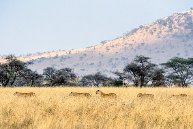 8-Day Essence of Tanzania Safari - Luxury - Traveler Reviews