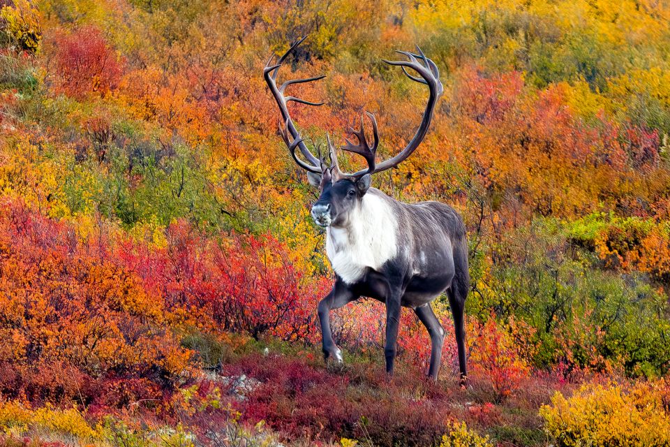 Alaska 9 Day Ocean Wildlife to Interior Wilderness Adventure - About the Guide