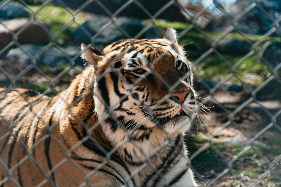 Alpine: Lions Tigers & Bears Animal Sanctuary Guided Visit - Tour Guide Availability