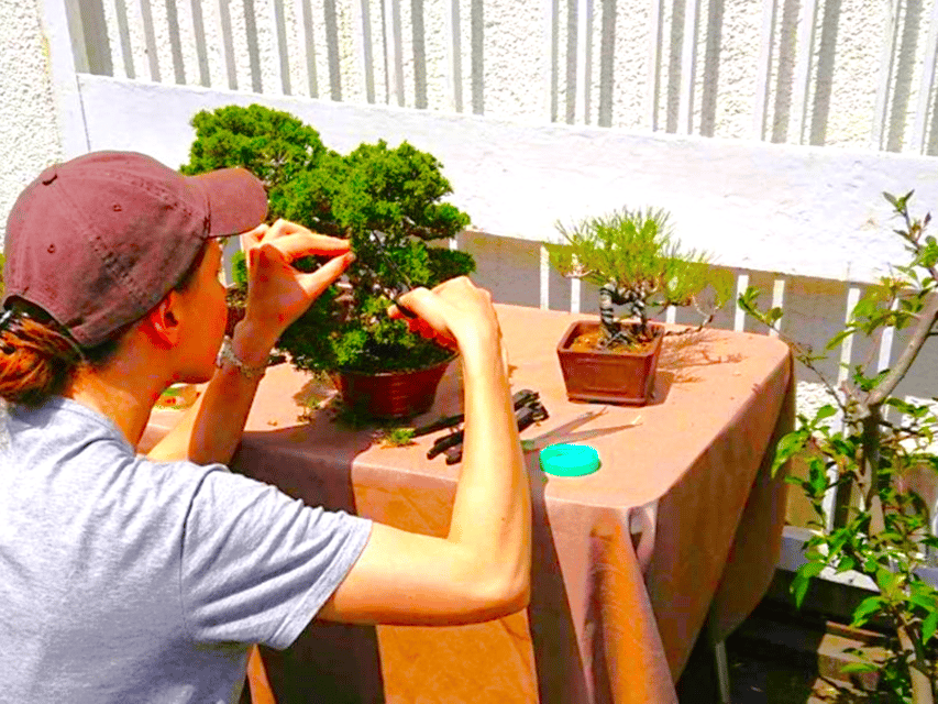 Bonsai City: Bonsai Tour & Experience at Bonsai Sanctuary - Participation Guidelines