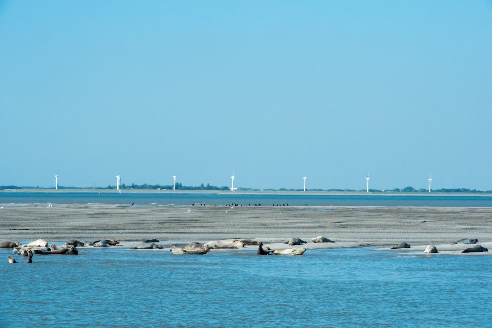 Cadzand: Seal Discovery Boat Tour With Glass of Champagne - Inclusions