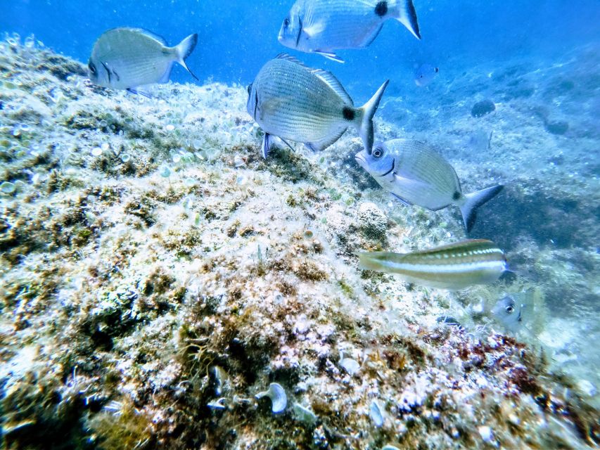 Chania: Try Scuba Diving for Beginners - Reservation and Cancellation