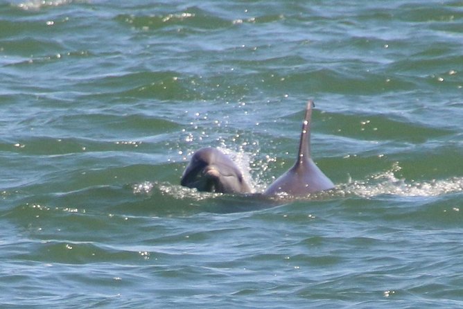 Clearwater Encounters With Dolphins Tour - Arrival and Preparation