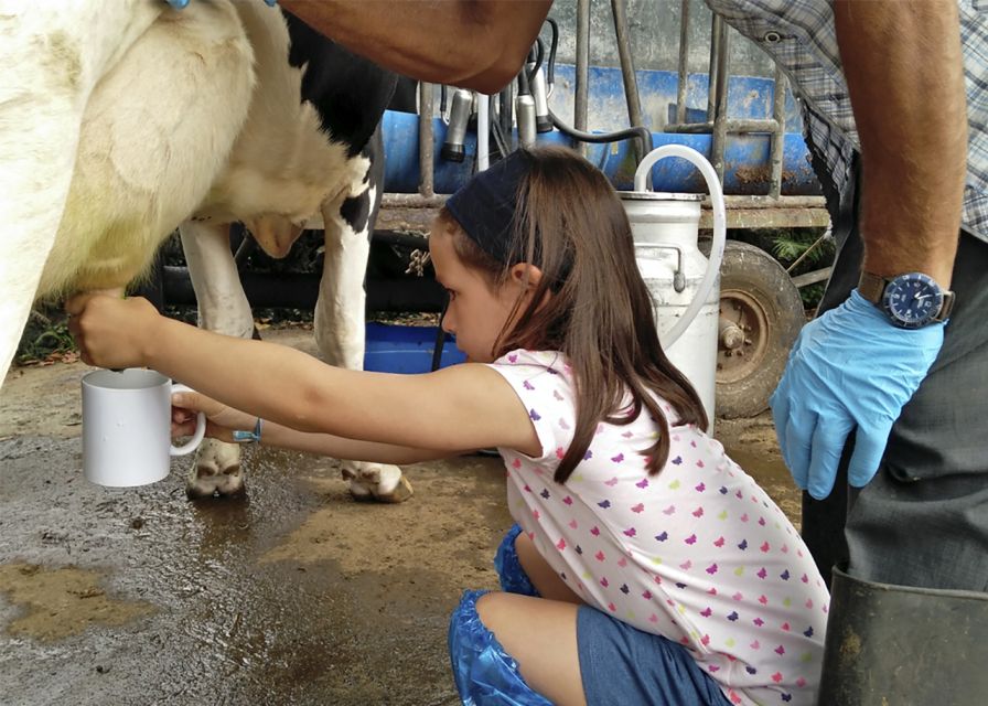 Dairy Farm Visit and Cow Milking Experience in Azores - Important Information