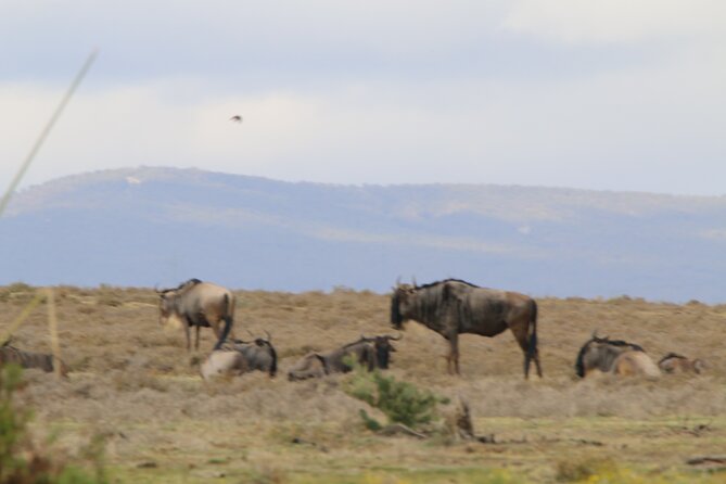 Day Tour to Hells Gate National Park and Optional Boat Ride on Lake Naivasha - Optional Boat Ride on Lake Naivasha