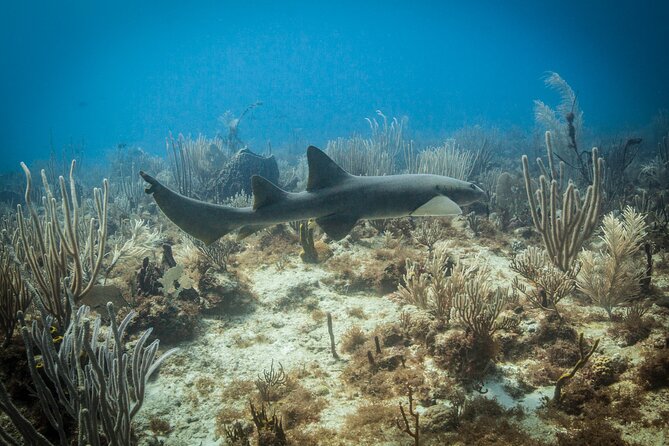 DiveCarib - An Eco-Friendly Certified Diver Trip in Antigua - Booking and Cancellation Policies