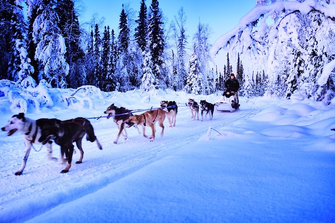 Dog Sledding and Mushing Experience in North Pole - Immersive Alaskan Scenery