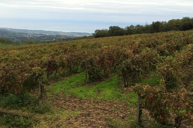 Etna Tour and Lunch in a Winery With Wine Tasting - Local Specialties Sampling