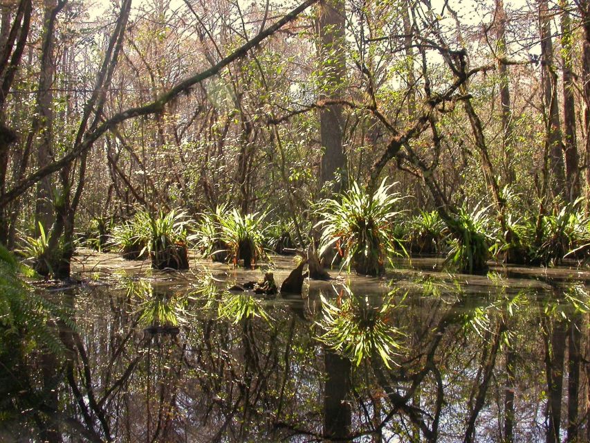 Everglades Day Safari From Fort Lauderdale - Boat Cruise in Everglades National Park