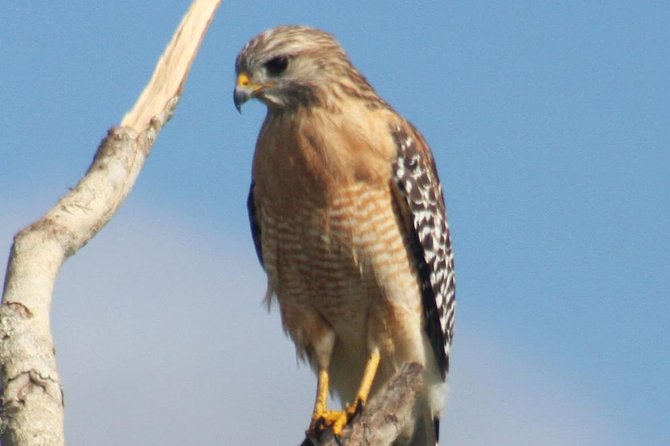 Everglades Day Safari From Ft Lauderdale - Expert Naturalist Tour Guides