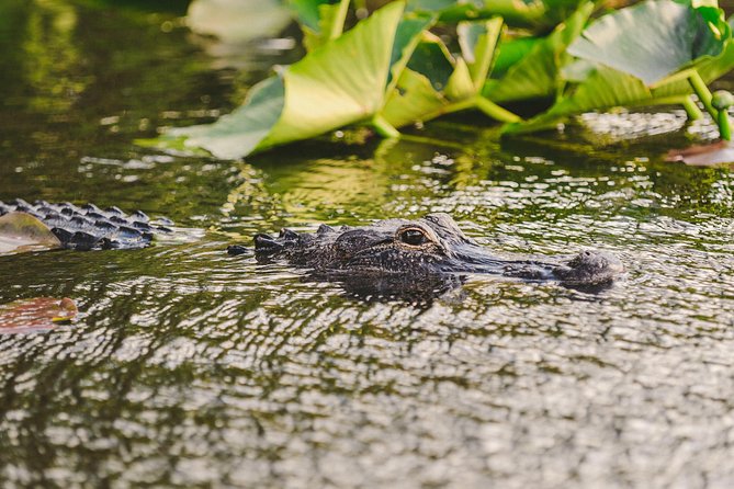 Everglades VIP Airboat Tour With Transportation Included - Customer Feedback