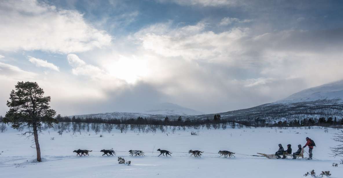 From Abisko: Dog Sledding Excursion to Kiruna With Fika - Bookings