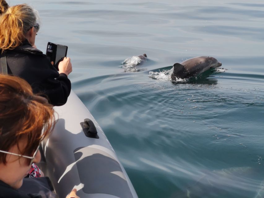 From Albufeira: Benagil Caves and Dolphins Guided Boat Tour - Customer Reviews