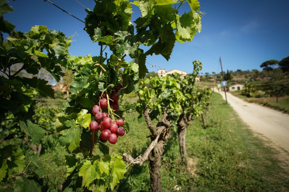 From Barcelona: Sailing and E-Bike Winery Tour With Tastings - Participant Restrictions