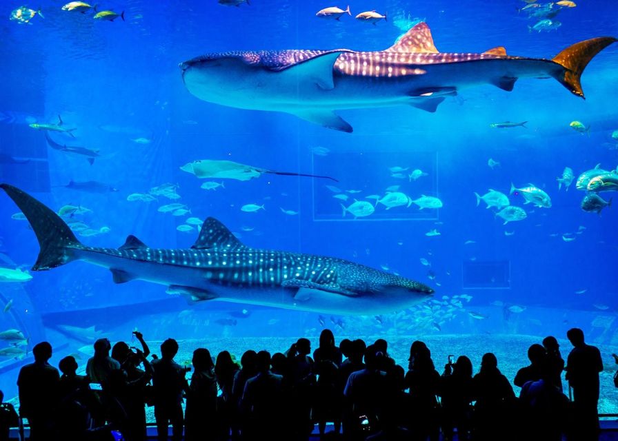 From City of Side: Antalya Aquarium Full-Day Trip - Antalya Aquarium Highlights