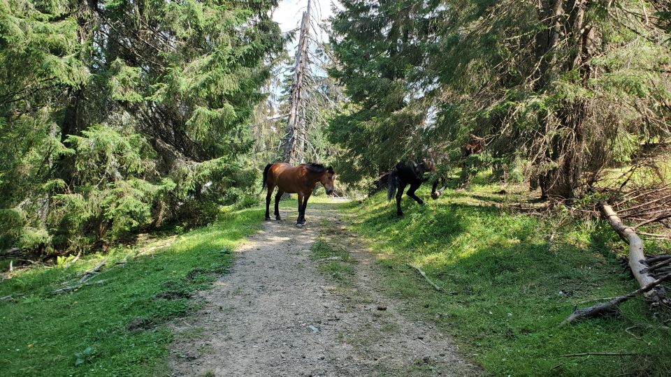 From Cluj-Napoca: Carpathian Mountains Guided Scenic Hike - Pickup and Transfers