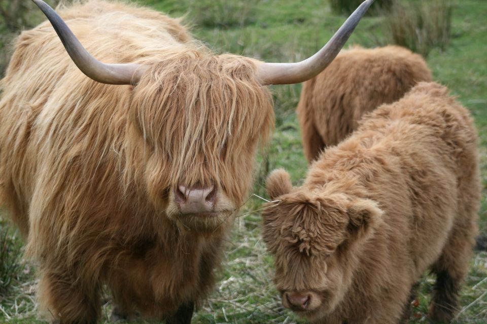 From Edinburgh: Best of Scotland Small-Group Day Tour - Discovering Highland Landscapes