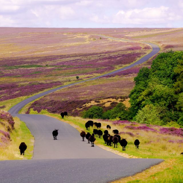 From London: the North York Moors With Steam Train to Whitby - Important Information