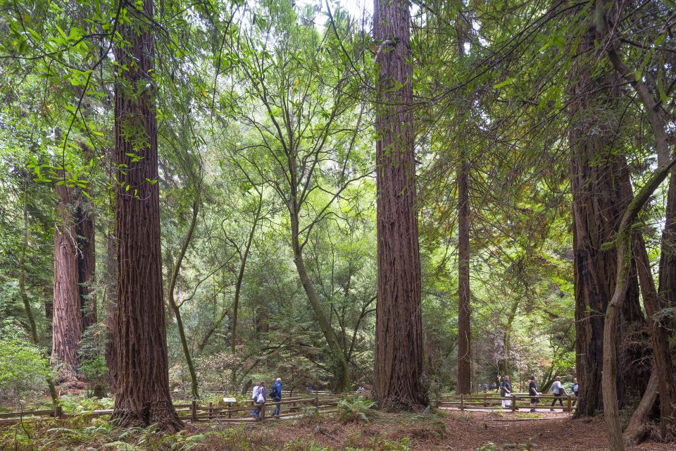 From San Francisco: Muir Woods, Sausalito and Alcatraz Tour - Muir Woods National Monument