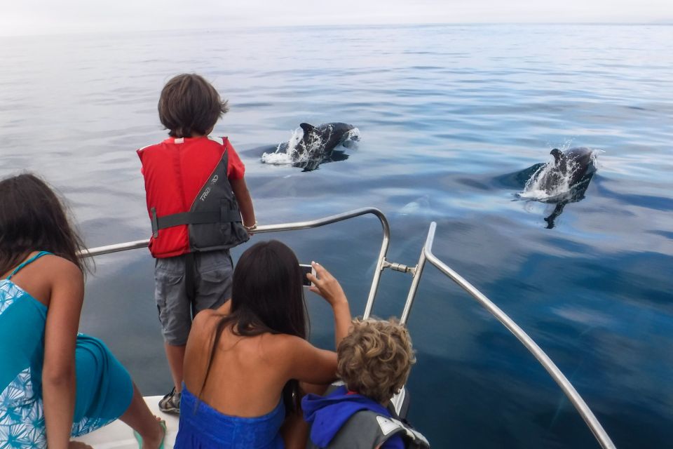 From Sesimbra: Arrábida Dolphin Watching Boat Tour - Inclusions and Meeting Point