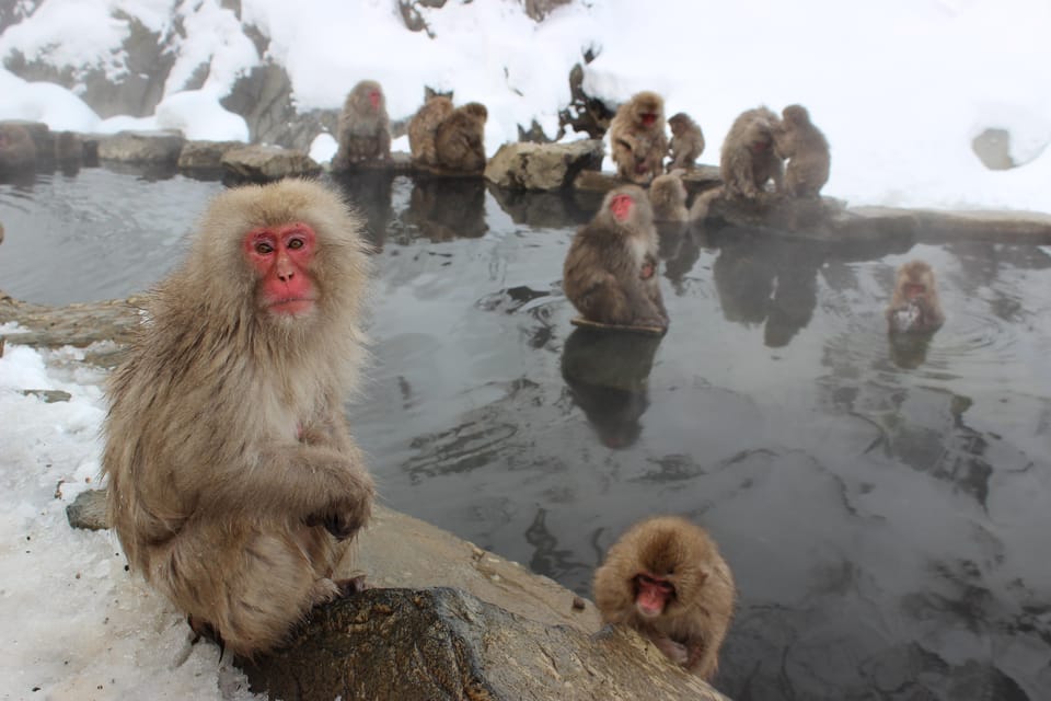 From Tokyo: Nagano, Zenkoji Temple, Snow Monkeys Day Trip - Food and Culinary Highlights