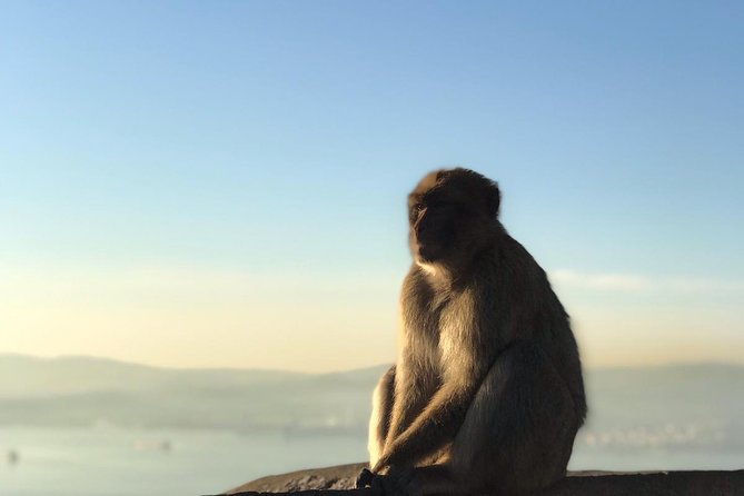 Gibraltar Sightseeing: Premium Rock Tour / Shore Excursion (Private) - Exploring St. Michaels Cave