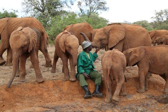 Giraffe Center, Elephant Orphanage, Beads Center & Bomas of Kenya Tour Nairobi - Elephant Orphanage