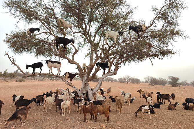 Goats on the Tree Trip From Agadir & Taghazout - Personalized and Flexible Tour