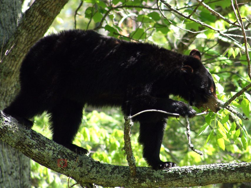 Great Smoky Mountains: Self-Guided Audio Driving Tour - Downloading and Using the Tour