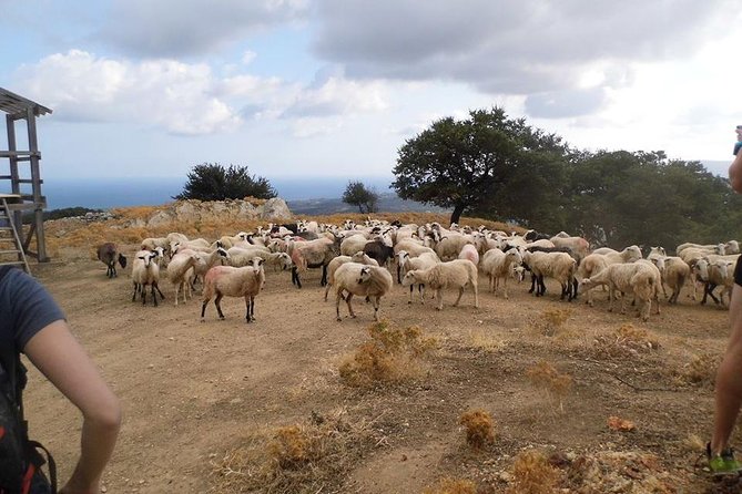 Half-Day Georgioupolis Off-Road Adventure With Meal - Tour Accessibility