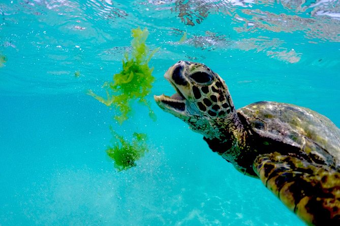 Hawaiian Sea Turtle Snorkel Sail From Waikiki With Lunch Included - Lunch and Refreshments