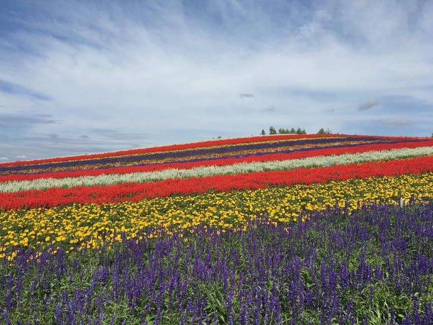 Hokkaido Furano Day Tour - Shikisai-no-Oka