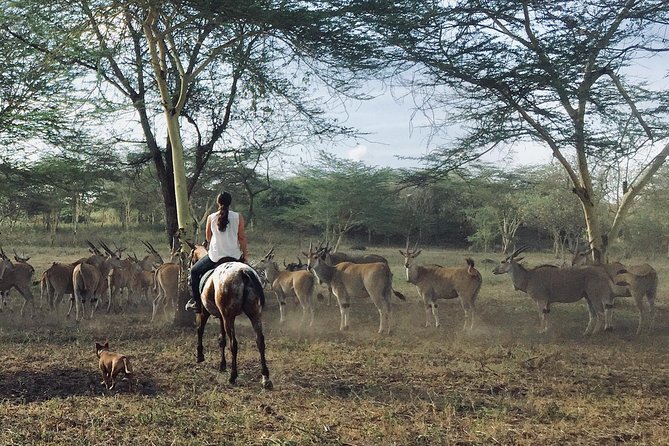 Horse Safaris in Tanzania - Wildlife Sightings and Encounters