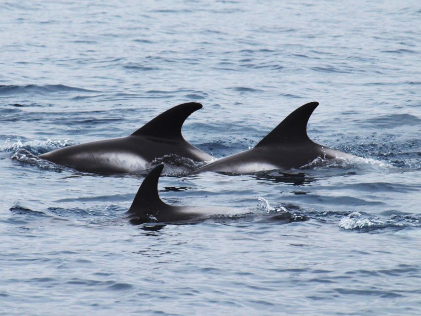 Húsavík: Big Whales and Puffin Island Speedboat Tour - Key Sites Visited