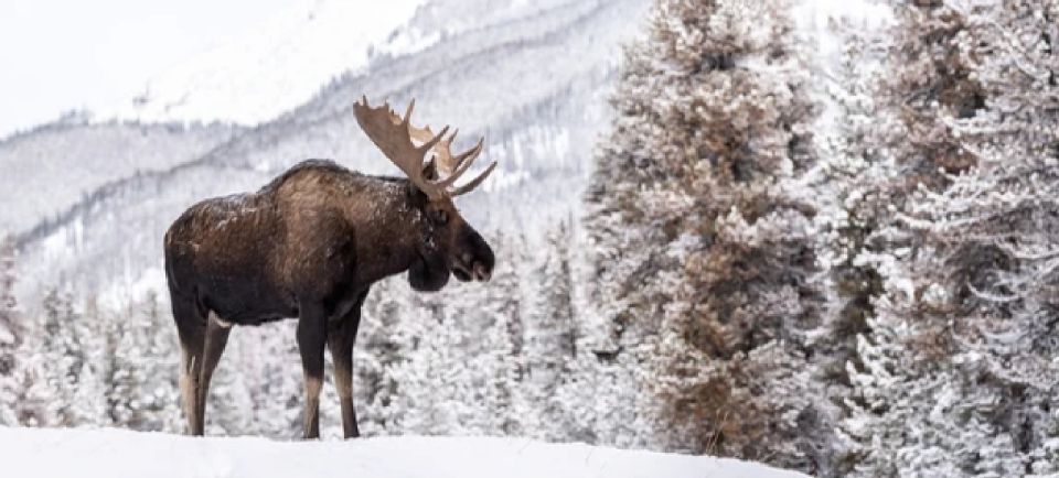 Jackson: Grand Teton and National Elk Refuge Winter Day Trip - Important Information